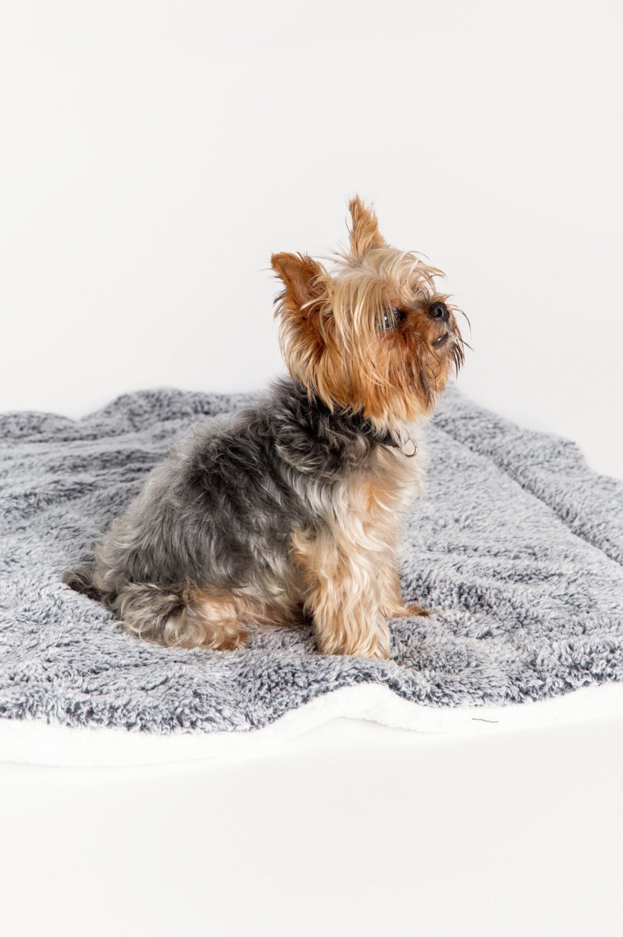 Clearance Cozy Companion Dog Blanket Accessories