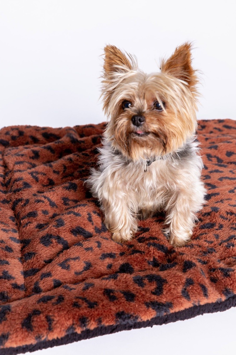 Hot Cozy Companion Dog Blanket Accessories